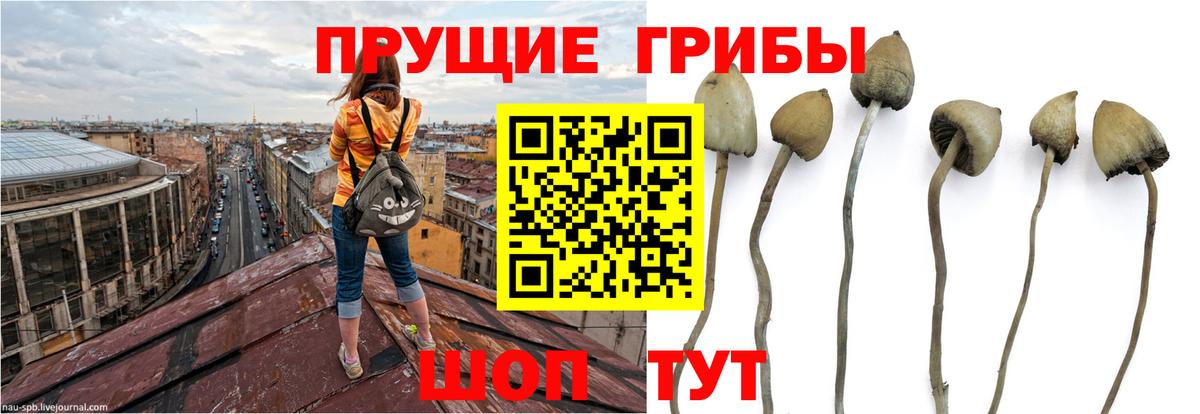 Галлюциногенные грибы Cubensis Сочи